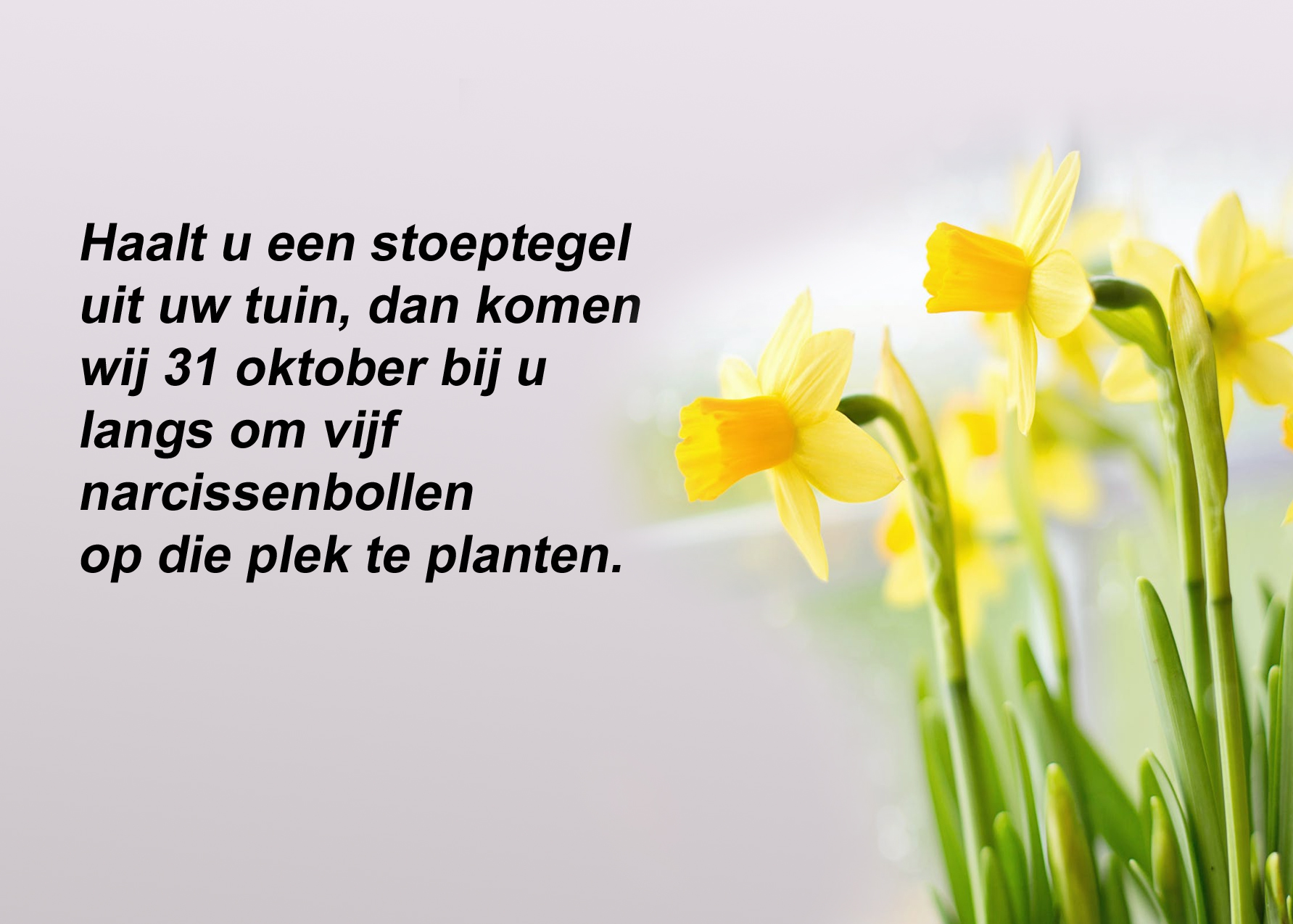 PRO Sliedrecht komt gele narcissen planten